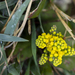 Creeping Oregon Grape