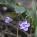 Spring Beauties