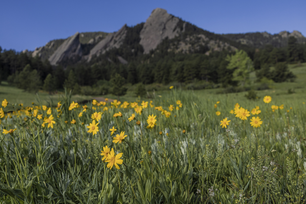 Foothill Arnica