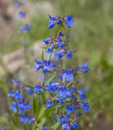 Wild Growing