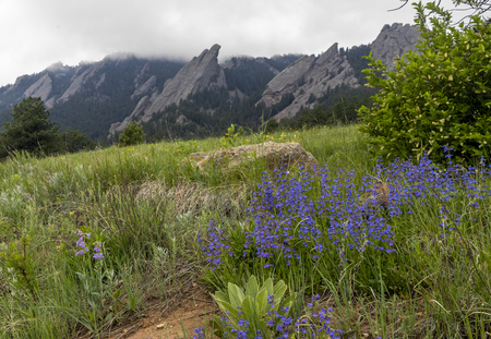 Penstemon and the Flatirons