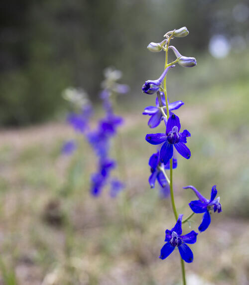 Lots of Larkspur