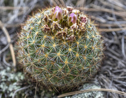 Ready to Flower