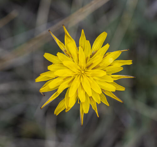 False Dandelion