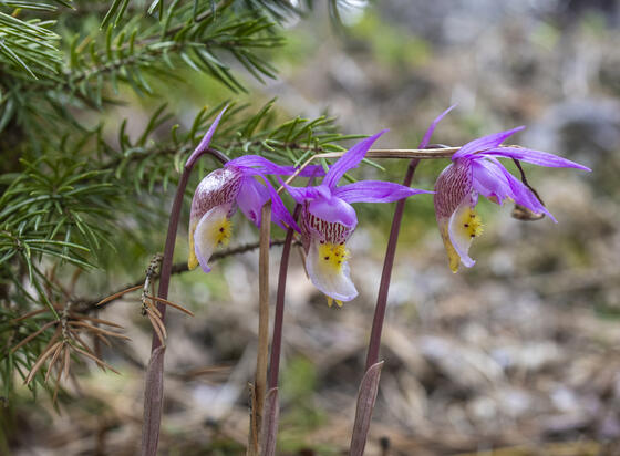 Three Little Orchids Sitting Under a Tree