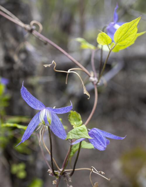 Purple Clematis
