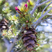 Budding Trees