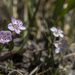 Spring Beauties