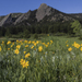 Foothill Arnica