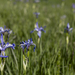 Lots of Iris