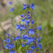 Wild Growing