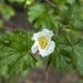 Wild Roses