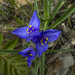 Spiderwort