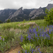 Penstemon and the Flatirons