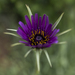 Salsify