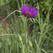 Salsify