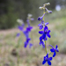 Lots of Larkspur