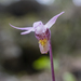 Calypso Orchid