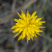 False Dandelion