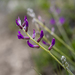 Locoweed