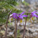 Three Little Orchids Sitting Under a Tree