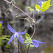 Purple Clematis